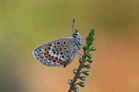 Attēlu rezultāti vaicājumam “Plebejus argus female”
