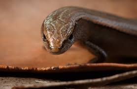 Attēlu rezultāti vaicājumam “Lycogala persicum sessile”