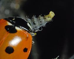 Attēlu rezultāti vaicājumam “Coccinella septempunctata larva”
