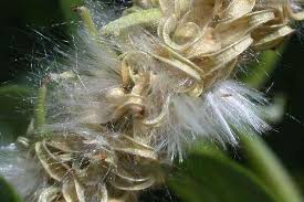 Attēlu rezultāti vaicājumam “Salix cinerea”