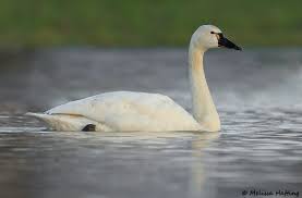 Attēlu rezultāti vaicājumam “Cygnus columbianus”