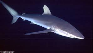 Image result for Carcharhinus falciformis