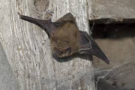 Attēlu rezultāti vaicājumam “Pipistrellus pygmaeus”