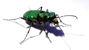 Attēlu rezultāti vaicājumam “Cicindela campestris imago”