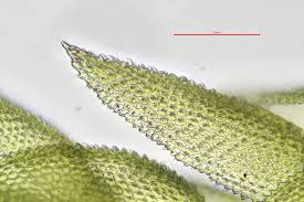 Attēlu rezultāti vaicājumam “Thuidium tamariscinum”