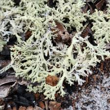 Attēlu rezultāti vaicājumam “Cladonia phyllophora”