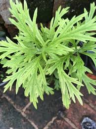 Image result for Artemisia gmelinii