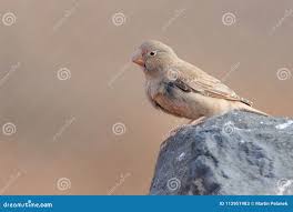 Image result for Bucanetes githagineus