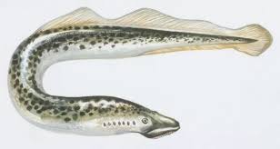 Image result for Petromyzon marinus