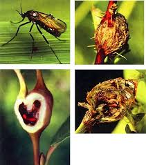 Attēlu rezultāti vaicājumam “Lasioptera rubi larva”