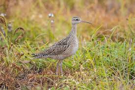 Image result for Numenius minutus