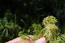Attēlu rezultāti vaicājumam “Sphagnum contortum”