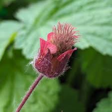 Image result for Geum rivale