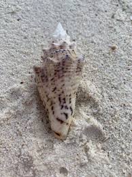 Image result for Aliger gigas