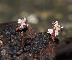 Attēlu rezultāti vaicājumam “Physaraceae”