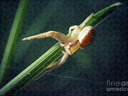 Attēlu rezultāti vaicājumam “Xysticus cristatus”