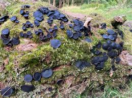 Attēlu rezultāti vaicājumam “Pseudoplectania nigrella”