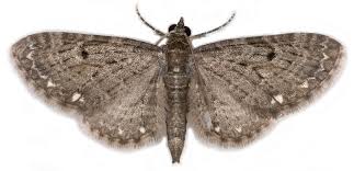 Attēlu rezultāti vaicājumam “Eupithecia tantillaria”