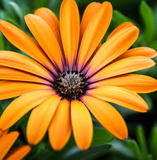 Image result for Dimorphotheca sinuata