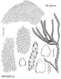 Attēlu rezultāti vaicājumam “Sciuro-hypnum curtum”
