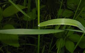 Attēlu rezultāti vaicājumam “Poa nemoralis leaf”