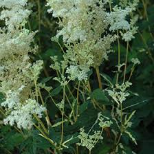 Image result for Filipendula ulmaria