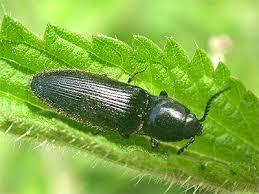 Attēlu rezultāti vaicājumam “Hemicrepidius sp.”