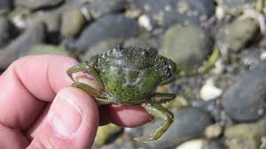 Image result for Carcinus maenas
