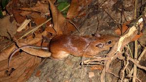 Attēlu rezultāti vaicājumam “Didymium proximum macro”