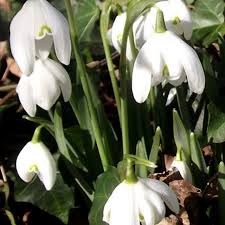 Attēlu rezultāti vaicājumam “Galanthus nivalis bud”