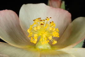 Attēlu rezultāti vaicājumam “Malvaceae”