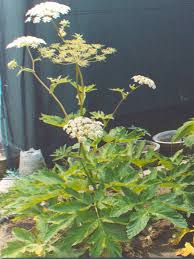 Attēlu rezultāti vaicājumam “Heracleum”