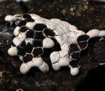 Attēlu rezultāti vaicājumam “Diderma chondrioderma”