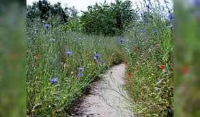 Image result for Heemtuin Rucphen