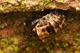 Attēlu rezultāti vaicājumam “Adalia bipunctata imago”