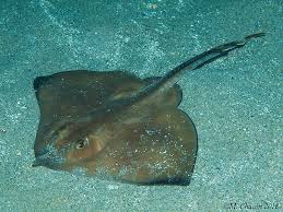 Image result for Rostroraja alba