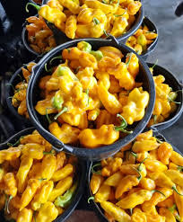 Afbeeldingsresultaat voor mme jeanette hot pepper