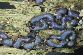 Attēlu rezultāti vaicājumam “Colloderma oculatum plasmodium”