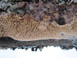 Attēlu rezultāti vaicājumam “Ceriporiopsis aneirina”