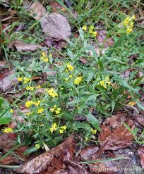 Attēlu rezultāti vaicājumam “Erysimum cheiranthoides leaf”