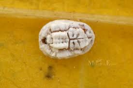 Attēlu rezultāti vaicājumam “Aleurochiton aceris”