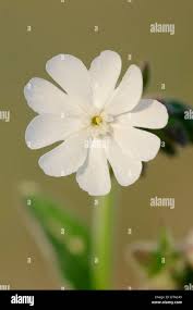 Attēlu rezultāti vaicājumam “Silene latifolia subsp. alba flower”