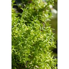 Image result for Mauerpfeffer