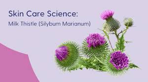 Image result for Silybum marianum