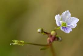 Attēlu rezultāti vaicājumam “Veronica scutellata bud”