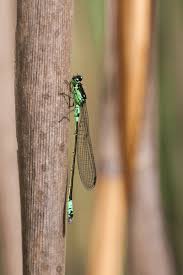 Attēlu rezultāti vaicājumam “Coenagrion armatum”