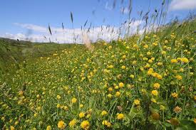 Attēlu rezultāti vaicājumam “Medicago lupulina flower”