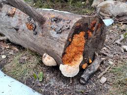 Attēlu rezultāti vaicājumam “Pycnoporellus alboluteus”