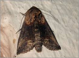 Attēlu rezultāti vaicājumam “Abrostola triplasia”