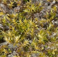 Attēlu rezultāti vaicājumam “Campylium chrysophyllum”